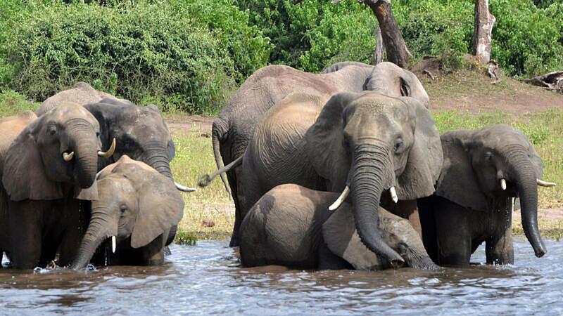 Mysteriöses Massensterben von Elefanten in Botswana