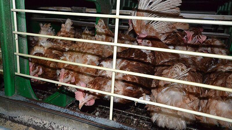 Verein gegen Tierfabriken legt Film vor: 75.000 Hühner legen im Pferch Eier