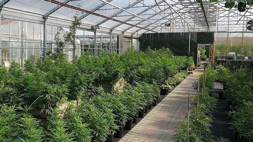 Legal oder illegal? Polizei stellte 170 Kilo Marihuanapflanzen im Innviertel sicher
