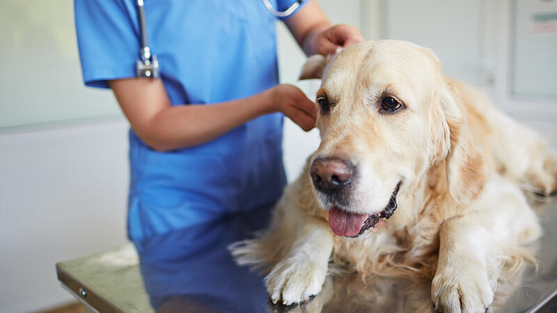 "Ein jährlicher Gesundheitscheck ist vor allem bei Hunde-Senioren sinnvoll"