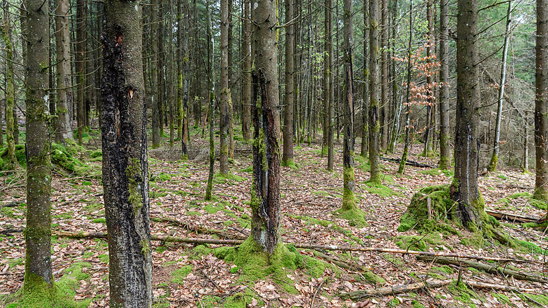Der Wald der Zukunft muss wertvoller Naturraum und Holzlieferant bleiben