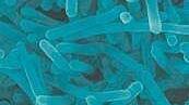 Widerstandsfähige Listeria-Bakterien
