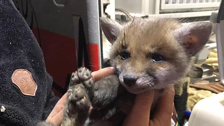 Verletzter Fuchswelpe aus Keller gerettet