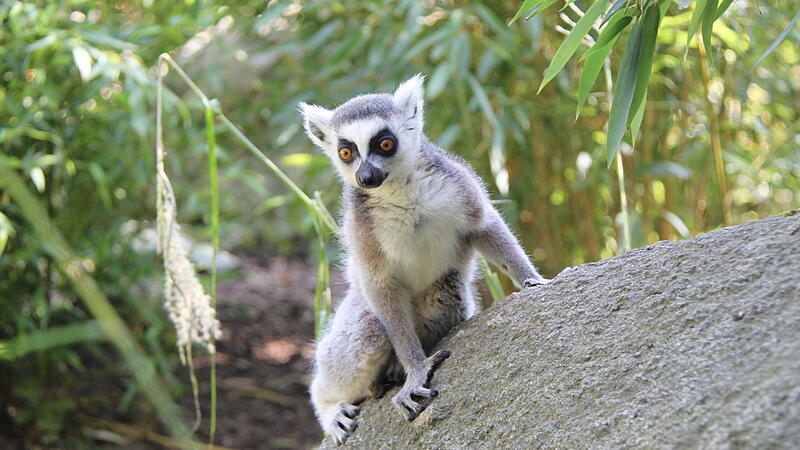 Mädchen (5) im Welser Zoo von Lemur gebissen