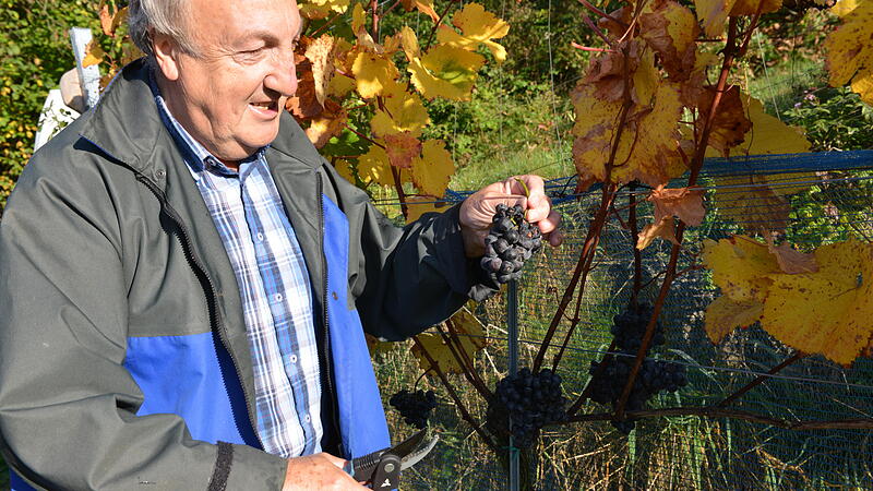 Vier Winzer bauen in Regau Wein an und erinnern damit an den Rebengau