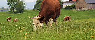 "Liebeserklärung" eines Tierarztes an die Kühe
