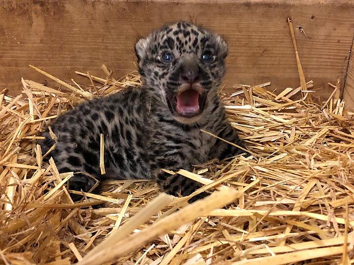 Entzückender Jaguar-Nachwuchs im Zoo Salzburg