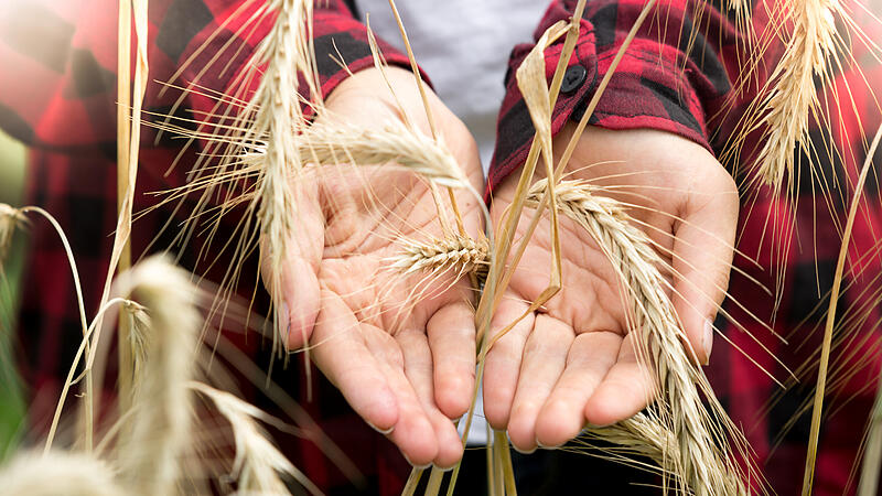 Schlechte Ernte: Österreich geht das Getreide aus