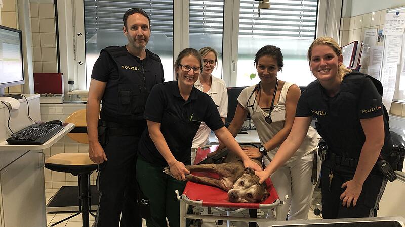Polizisten retteten Hund in Wien aus heißem Auto