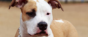 breed dog American Staffordshire Terrier