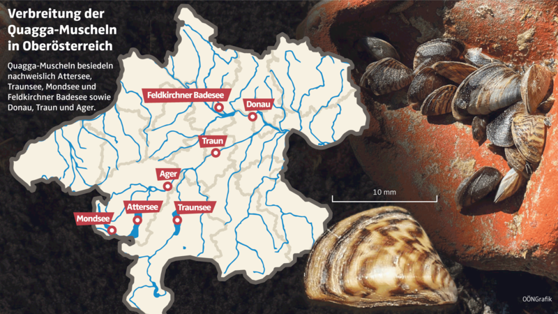 Quagga-Muschel in allen großen Seen des Landes