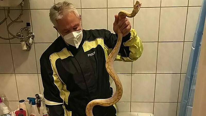 Schlange im WC: Besitzer droht jetzt Abnahme der Tiere