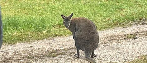Ein entlaufenes Wallaby geistert im Bezirk Vöcklabruck herum