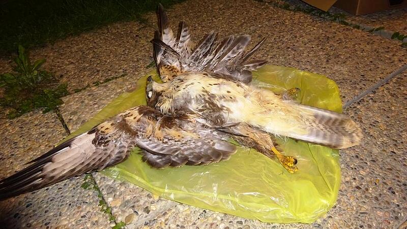 Wieder Fall von getötetem Greifvogel im Innviertel