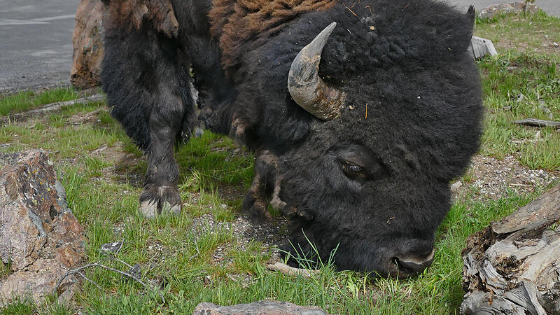Bison trotzt Buffalo Bill