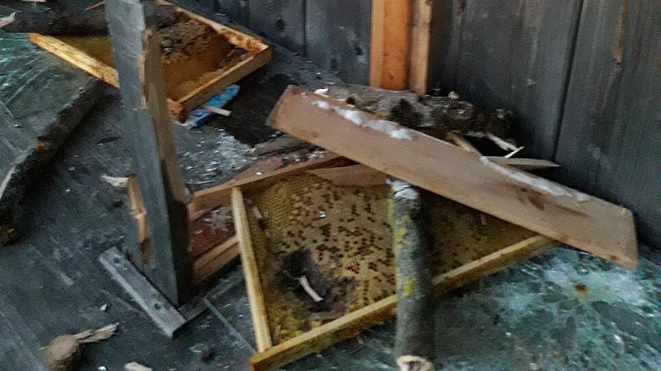 Schaubienenstock in Oedt zerstört