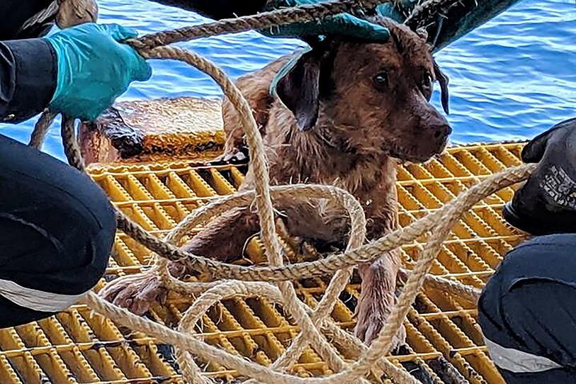 Aus Meer geretteter Hund bekommt neues Zuhause
