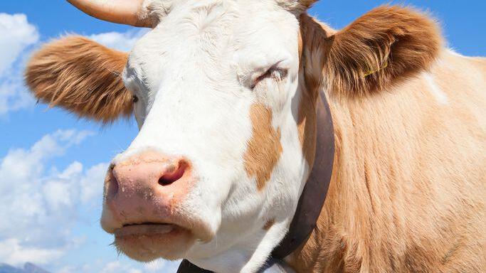 Milchbauern und Molkereien haben nur noch ein Jahr Schonfrist