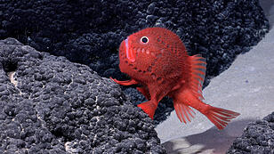 Neue Tierarten: Auch dieser rote Fisch wurde entdeckt
