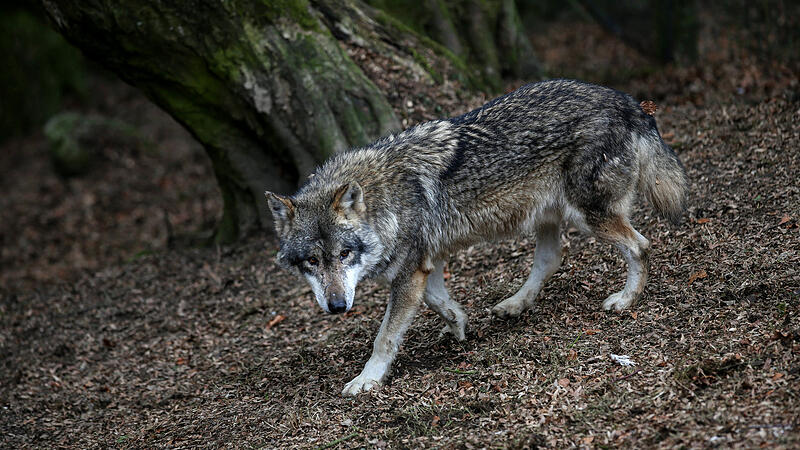 WWF klagte gegen Wolfsvergrämung