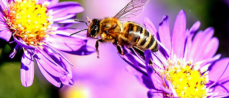 Bienen spüren Schadstoffe auf