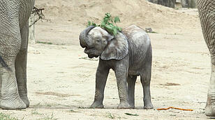 Baby-Elefant feiert Geburtstag