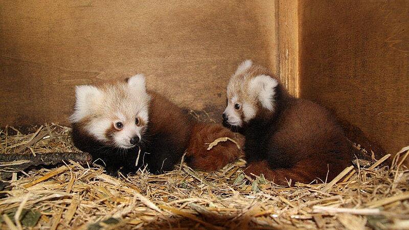 Erster Panda-Nachwuchs im Linzer Zoo