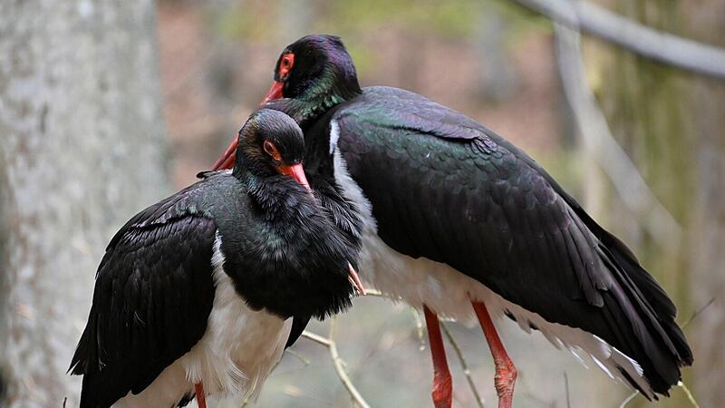 Black storks illegally shot