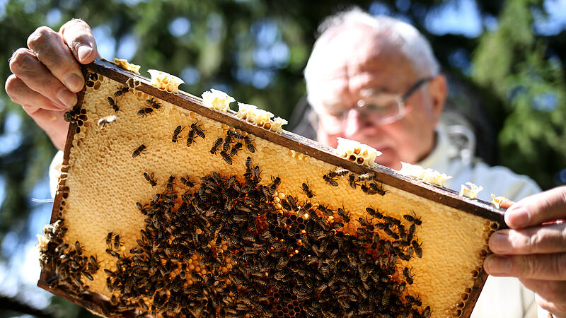Ein Land fliegt auf Bienen: So hilft Oberösterreich Immen und Imkern