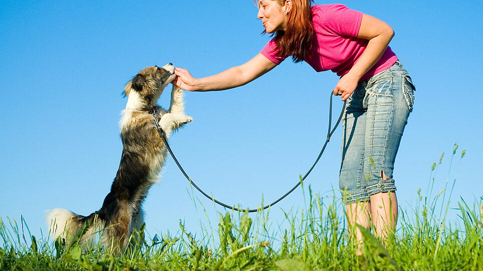 Klare Regeln und Verlässlichkeit machen Mensch und Hund glücklich