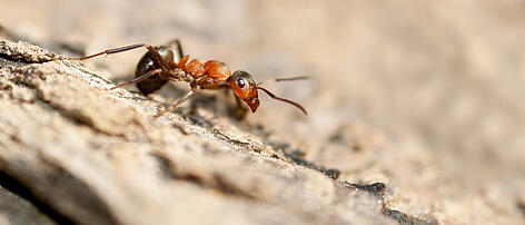 Einsame Ameisen sterben früher