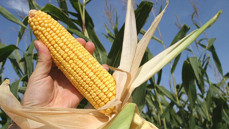 Beim Mais zeichnet sich eine Rekordernte ab
