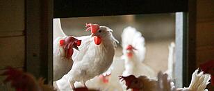 Fall von Vogelgrippe in Marchtrenk: Stark erhöhtes Risiko auch in Wels