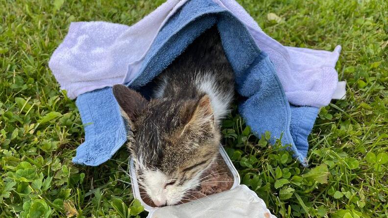 In Abflussrohr gefangene Katze wurde gerettet