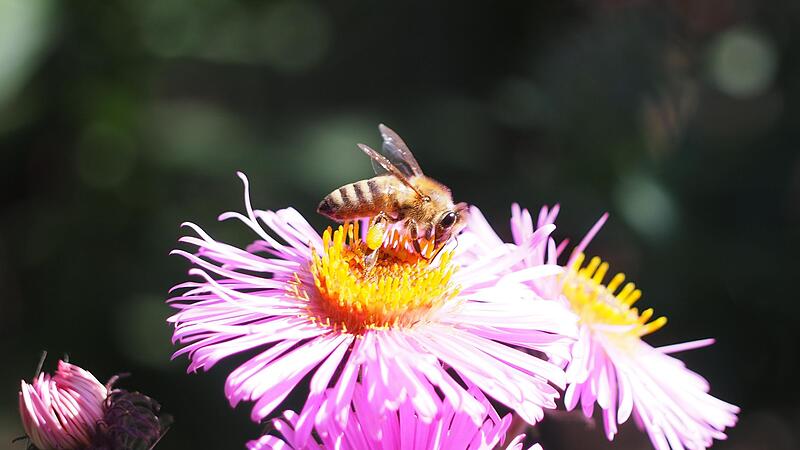 "Tischlein, deck&rsquo; dich" für die Bienen