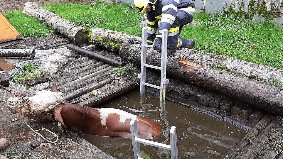 Feuerwehr rettete Kuh aus Jauchegrube