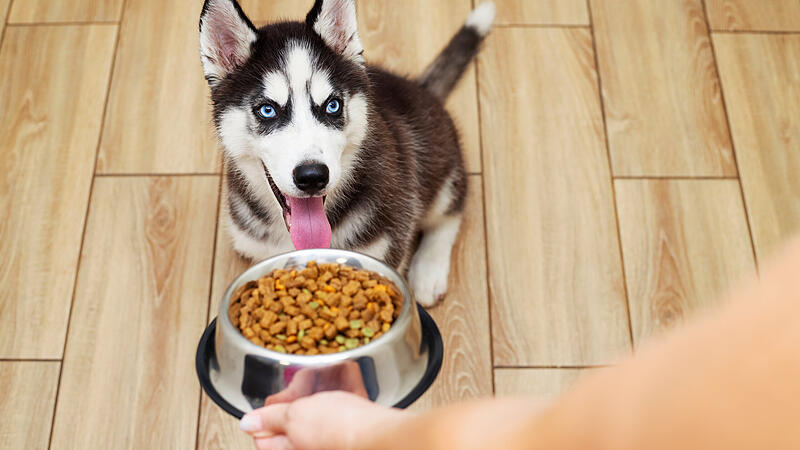 Feeding a hungry husky puppy. The owner gives his dog a bowl of pellets.