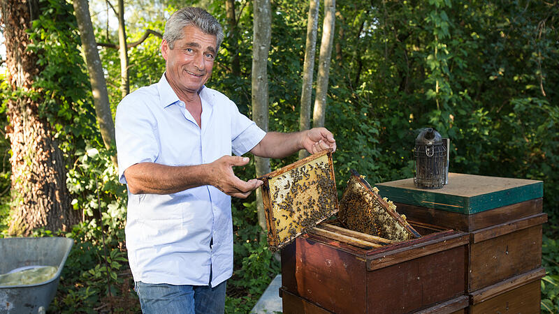 Keine Bienen im Wohngebiet? "Diese Regelung schießt über das Ziel hinaus"
