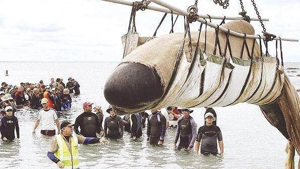 Wal-Drama an Neuseelands Küsten 125 Meeressäuger qualvoll verendet