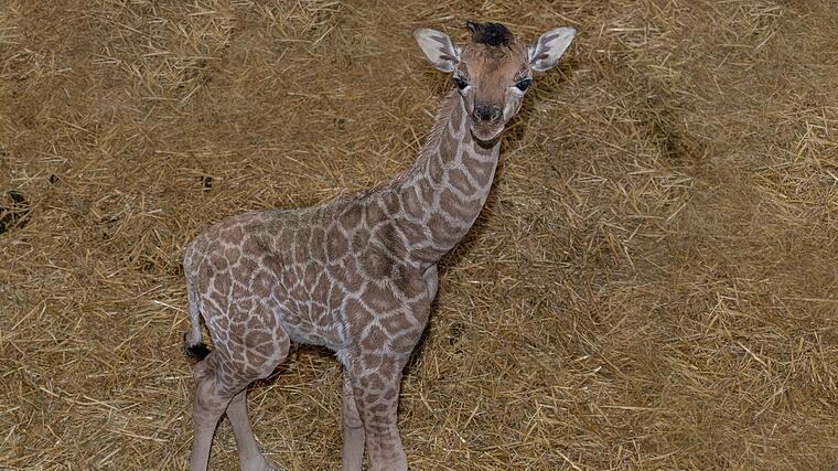 Zoo Schmiding: Baby giraffe Ayo is so cute