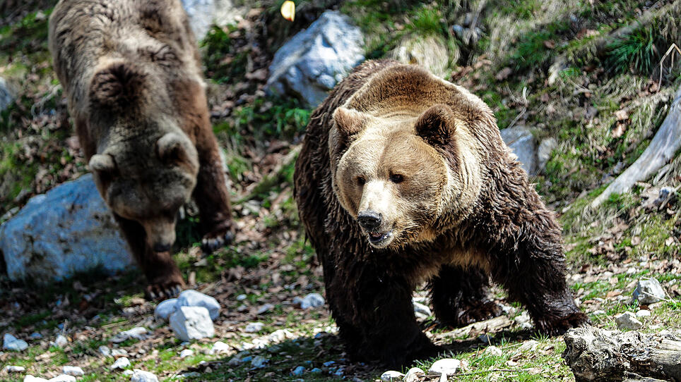 Warum Bären trotz Dickleibigkeit gesund sind