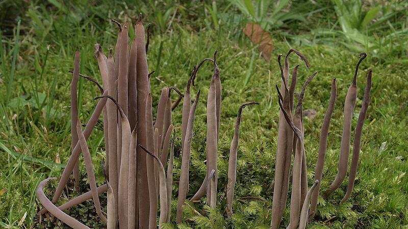 Seltener Pilz gesucht: Purpurfarbene Keule im Böhmerwald fast ausgestorben