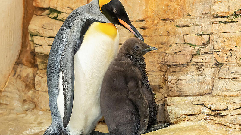 Penguin chicks hatched in Schönbrunn Zoo