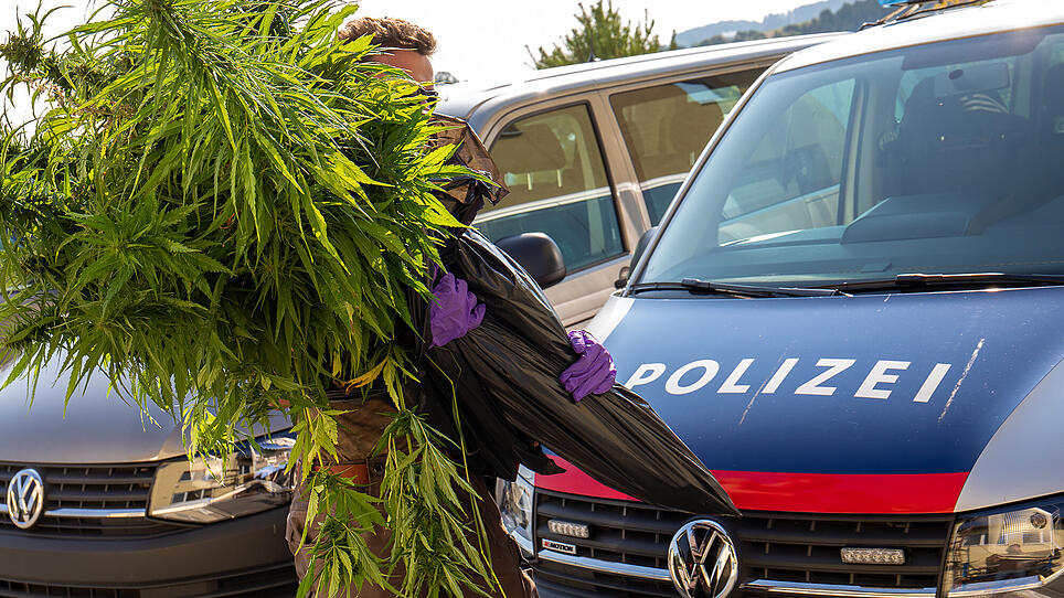 Bei einer Hausdurchsuchung in Adlwang fand die Polizei eine professionell betriebene Cannabisplantage.
