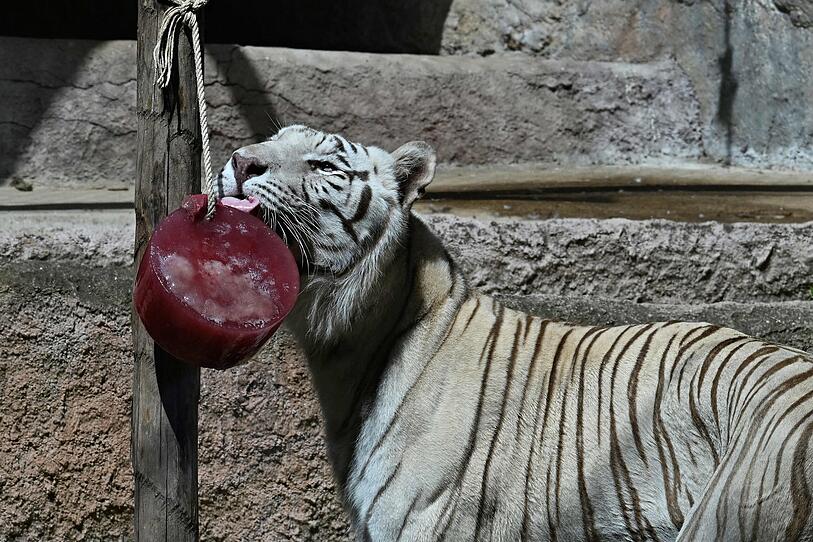 Kühle Snacks für Tiere im Zoo in Rom