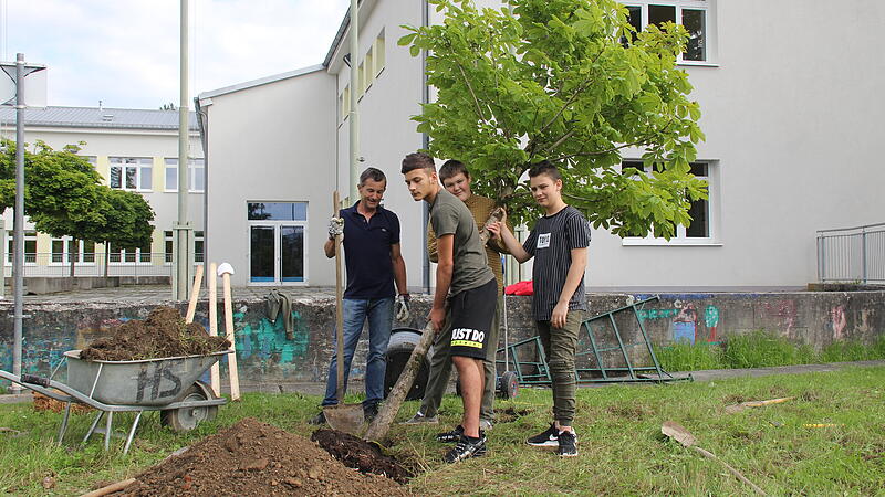 Gleinker Schüler pflanzten im Schulhof einen 15 Jahre alten Kastanienbaum