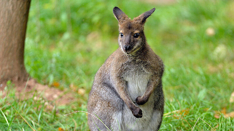 Ein Känguru wurde im Mühlviertel gesichtet.
