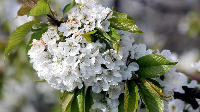 Kirschblüte Kirschbaumzweig Frühling