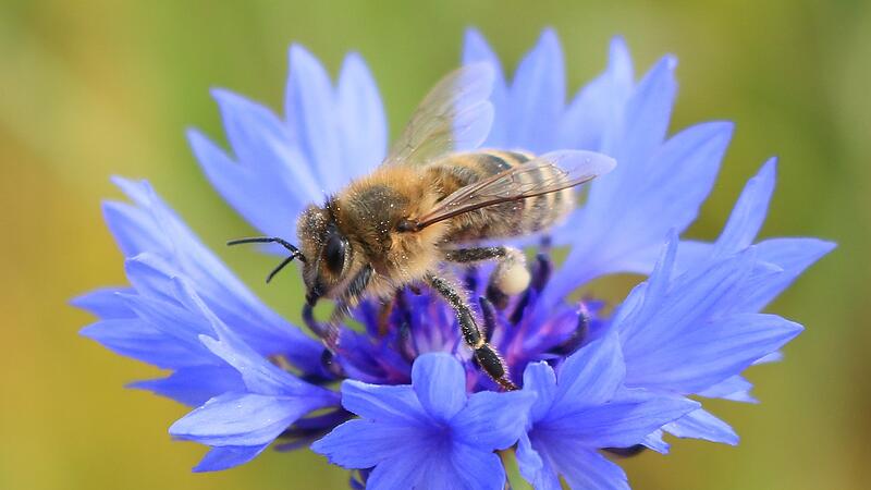 Schon 4000 Unterschriften für die Rettung der Bienen