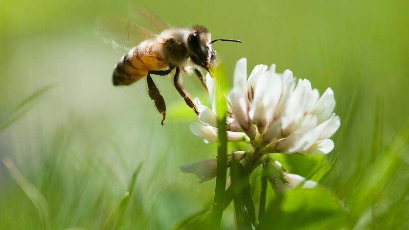 Faszinierende Welt der Bienen